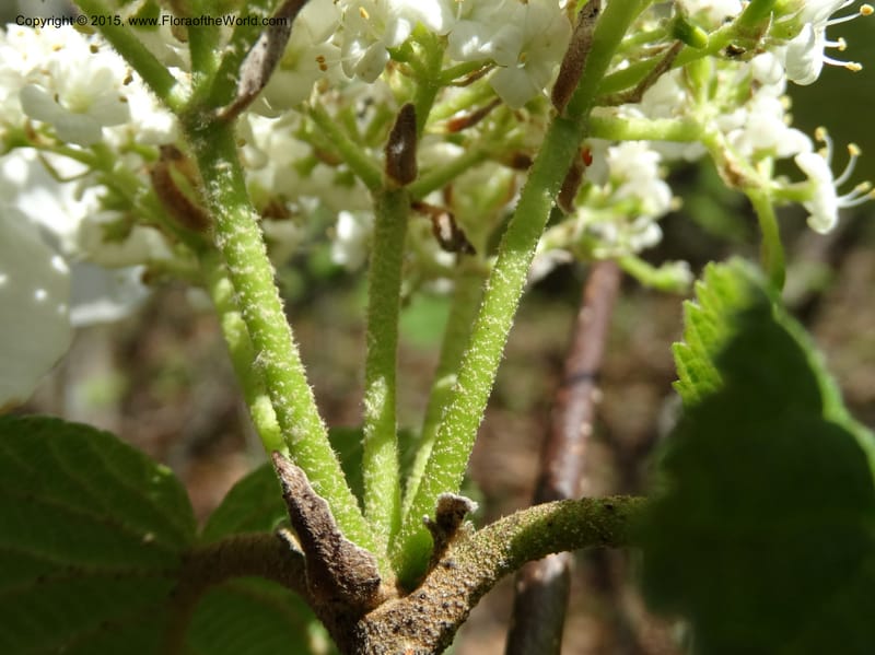 Viburnum lantanoides, Davidson, C 12961--North Carolina. Trans. Co. Beech Gap on BRP. 12 May 2015. DSC04240 (39).JPG