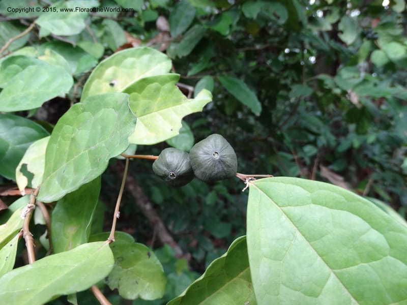 Olax, Davidson, C 12344--Cameroon. Mokoko For. Res. 20 Mar 2014. DSC02622 (306).JPG