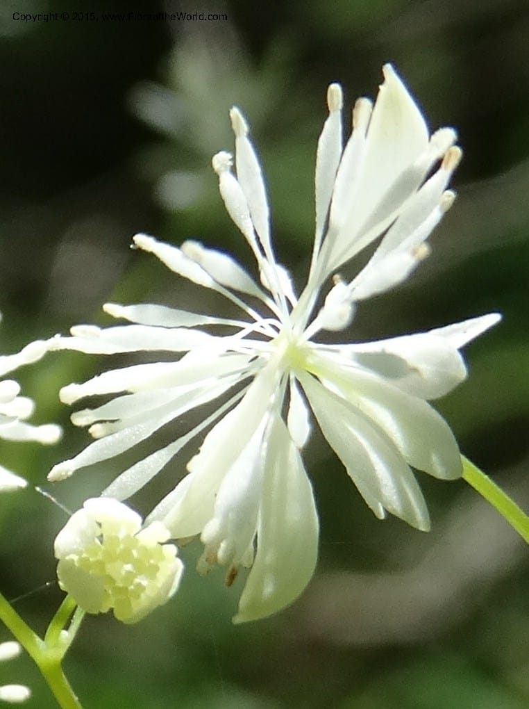 Thalictrum clavatum, Davidson, C 12989--North Carolina. Clay Co. Perry Gap Rd, Barnard's Cr. 13 May 2015. DSC04860 (291).JPG