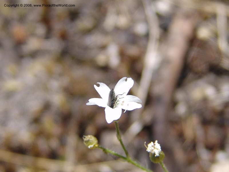 Arenaria congesta, CDavidson10978--ID. Idaho Co. Rocky slope S. of Josephine Lake.  25 Jul 06. 072.jpg