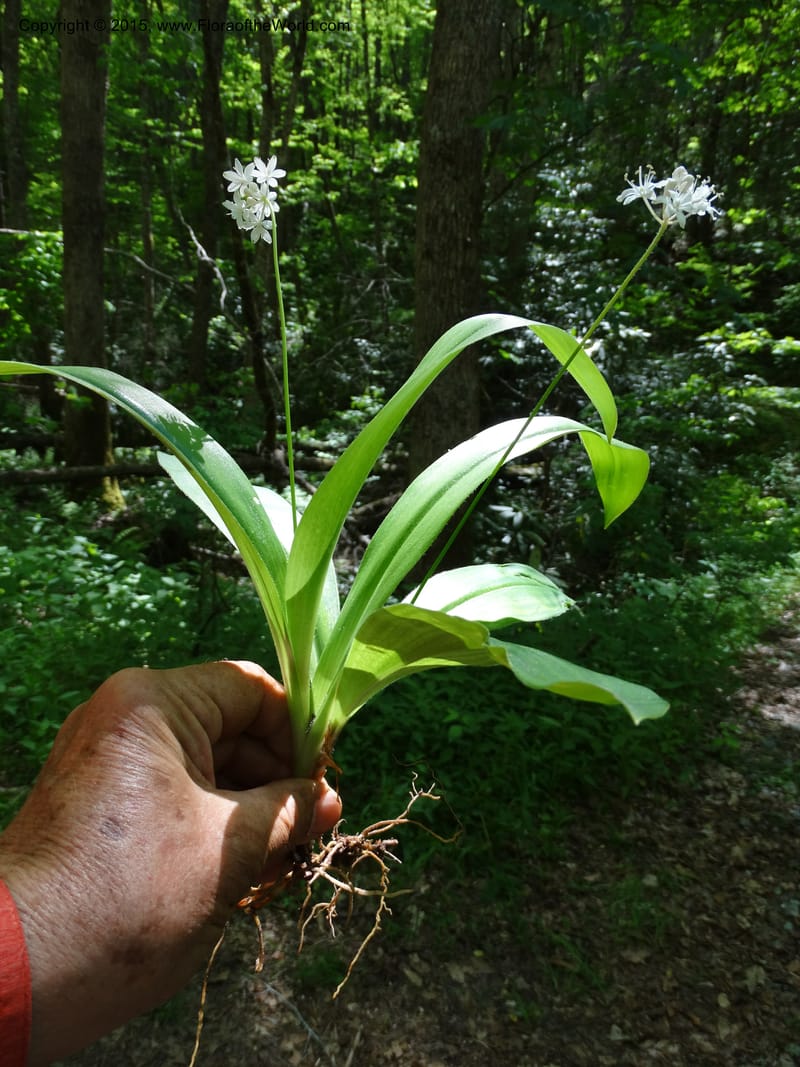 Clintonia umbellulata, Davidson, C 12988--North Carolina. Clay Co. Perry Gap Rd, Barnard's Cr. 13 May 2015. DSC04860 (305).JPG