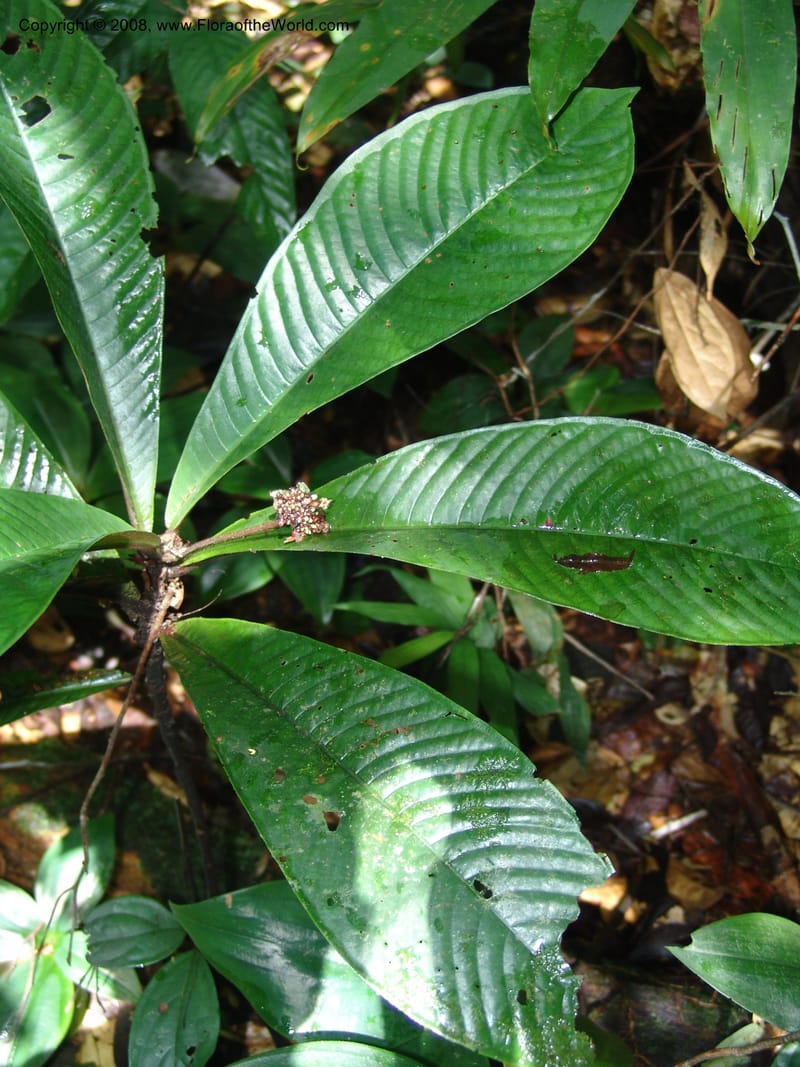 Psychotria, MLeal1077--Gabon. Prov. Estuaire. Monts de Cristal. 13 Apr 06. 178.jpg
