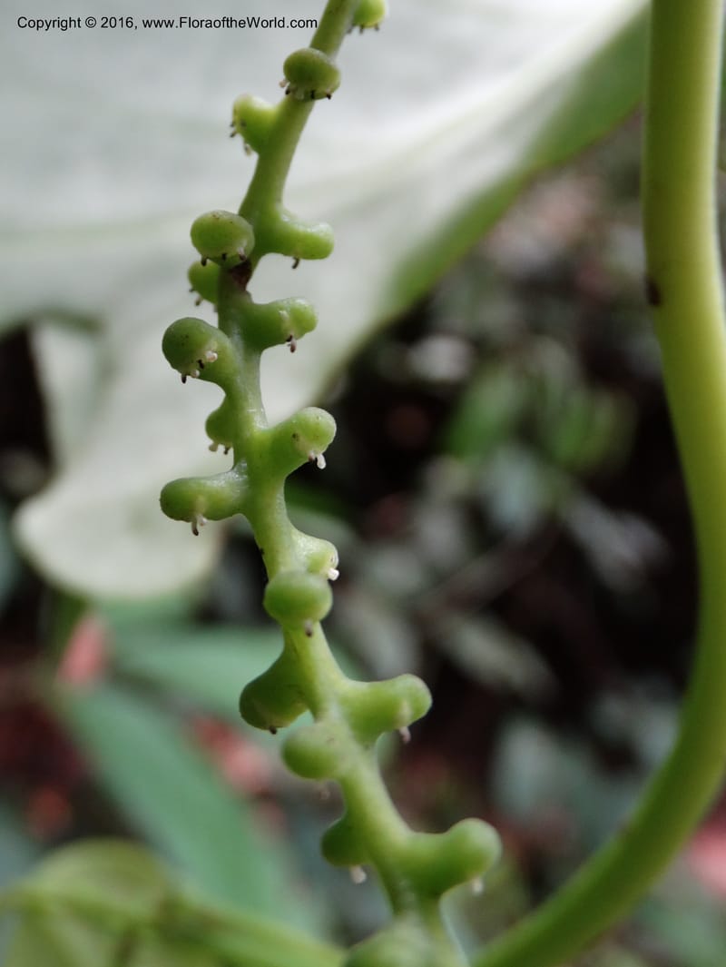 Piper, Davidson, C 12675--Sabah. Danum Valley. 4 Oct 2014. DSC01741 (234).JPG