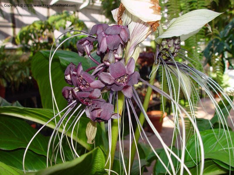 Tacca integrifolia, ID515-12907--FL. Fairchild Tropical Garden. 15 Jan 03.145.jpg