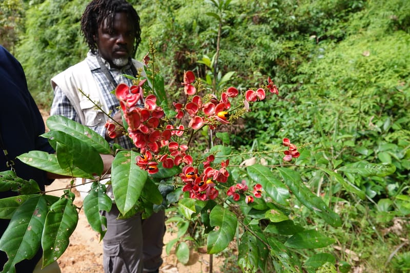 Aporrhiza, C. Davidson 13912--Gabon. M de C. Road past the cabins. 29 Oct 2018DSC09794 (74).JPG
