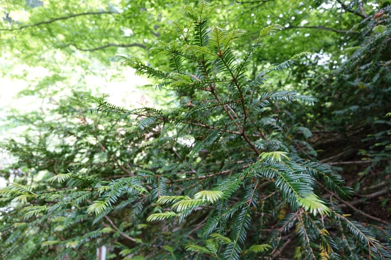 Torreya nucifera--Japan. Niigata. Trail along Sekikawa River. 29 May 2016. DSC05504 (121).JPG