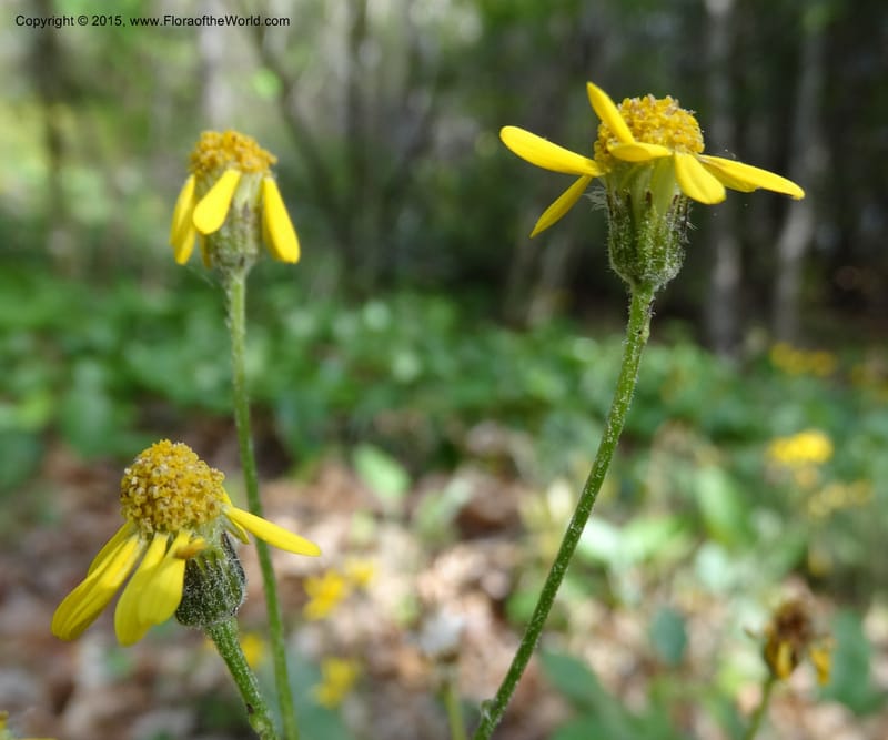Packera serpenticola, Davidson, C 12974--No. Carolina. Clay Co. Buck Cr. 13 May 2015. DSC04619 (43).JPG