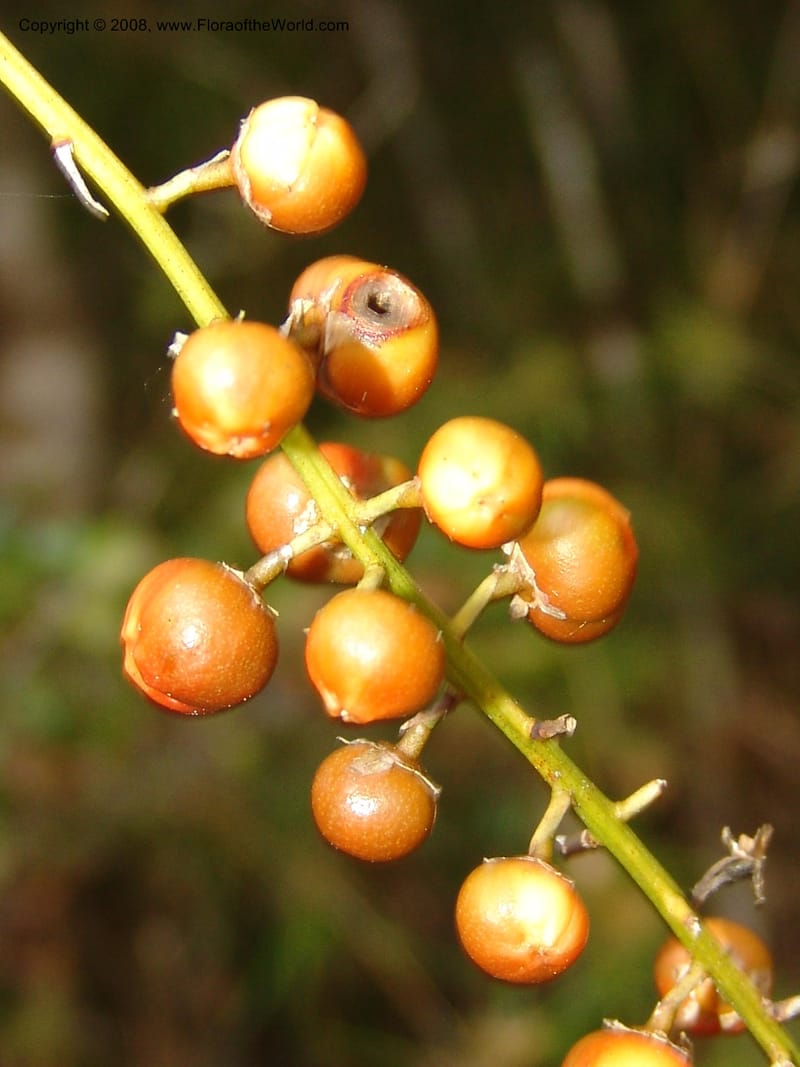 Dracaena, ZRogers1208--Madag. Anjozorobe, Aire Protegee, E Antsahabe. 17 Nov 06. 242.jpg