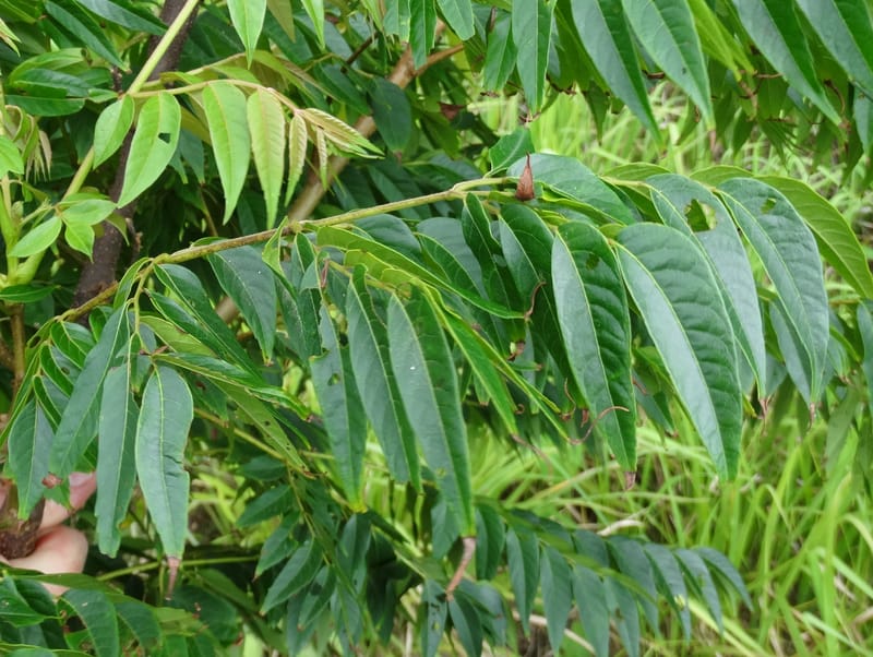 Kohlreuteria elegans, Lowry, P 7357A--Fiji. Drekeki Riv. 5 Nov 2015. DSC09708 (15).JPG