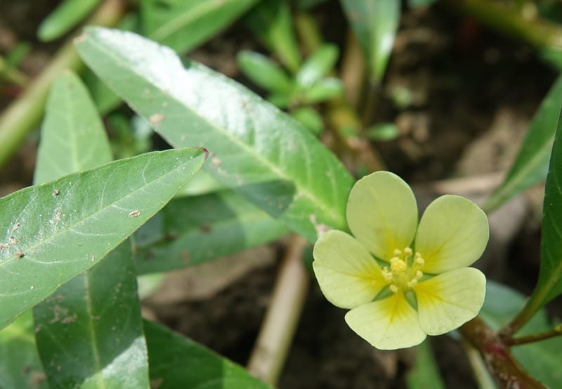 Ludwigia adscendens subsp. diffusa, L. Nanyeni 1193--Namibia. Kunene R. rd. east. 20 Mar 2018. DSC02082 (106).JPG