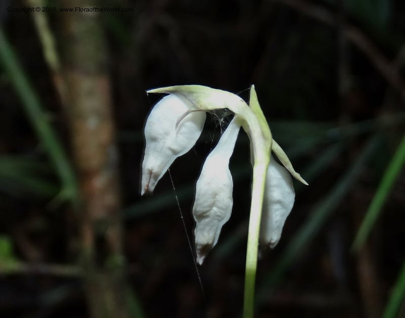 Burmannia longifolia, Davidson, C 12739--Sabah. Mt. Kinabalu. Bundu Tuhan Trail. 11 Oct 2014. DSC04153 (127).JPG