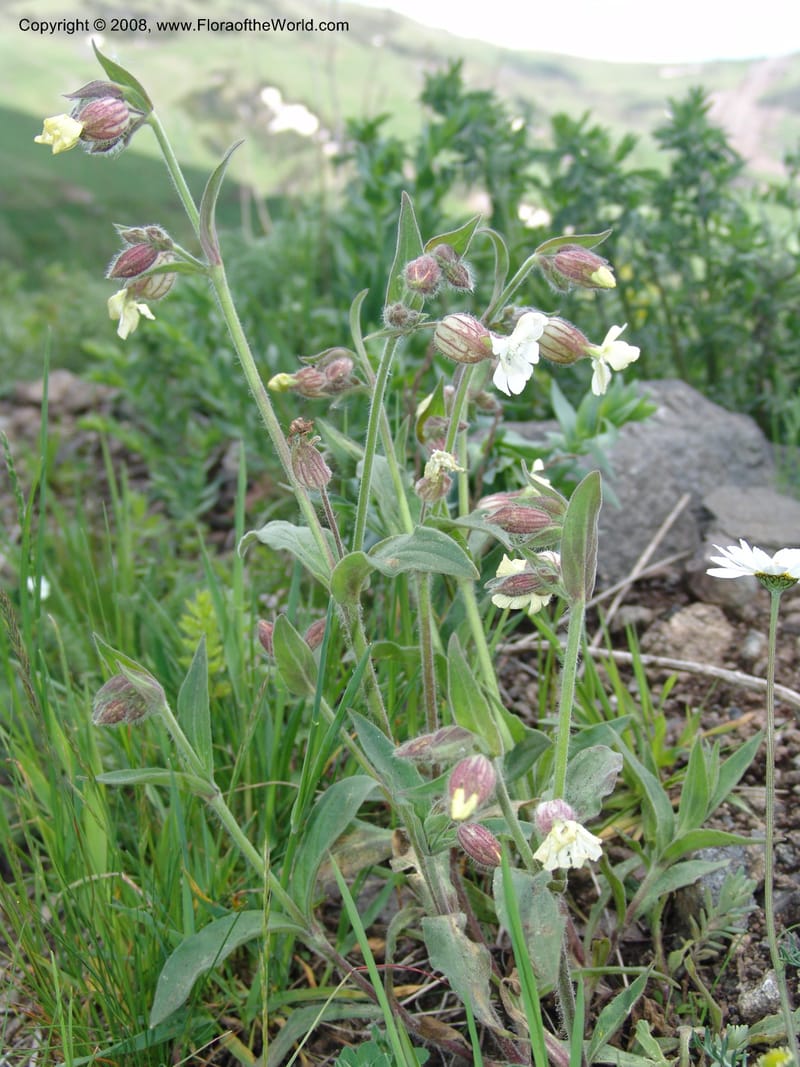 Vaccaria album--Georgia. Vic. of Tskhrats'karo Pass. 7 Jun 05. 329.jpg