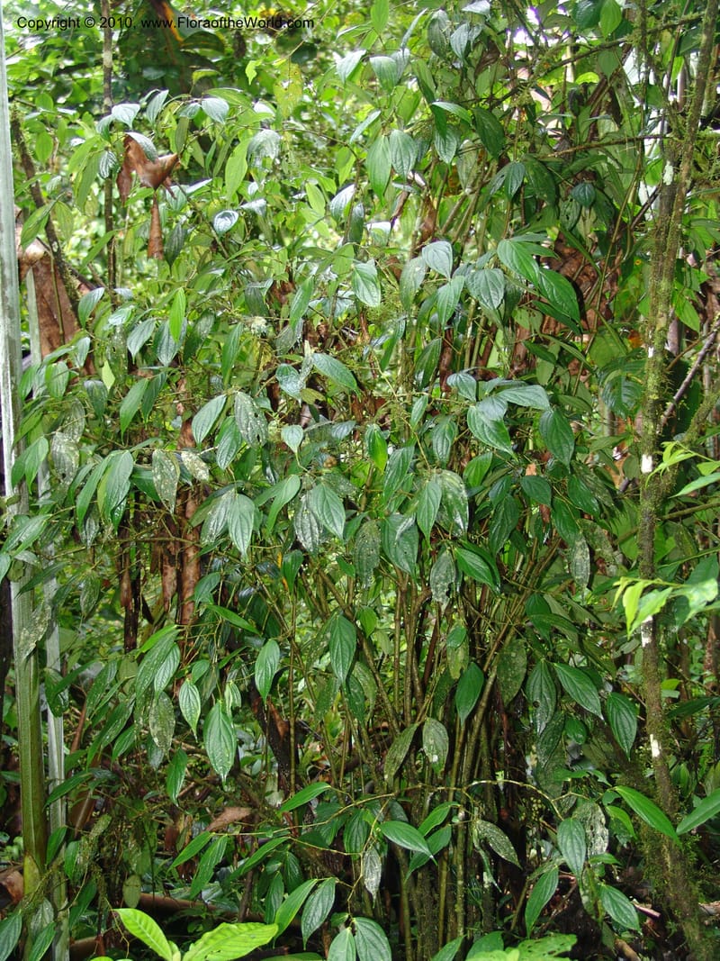 Piper piluliferum, Croat 95787--Ecuador. Maquipucuna Biol. Res. Send. del Rio. 13 Mar 06. 006 (5).jpg