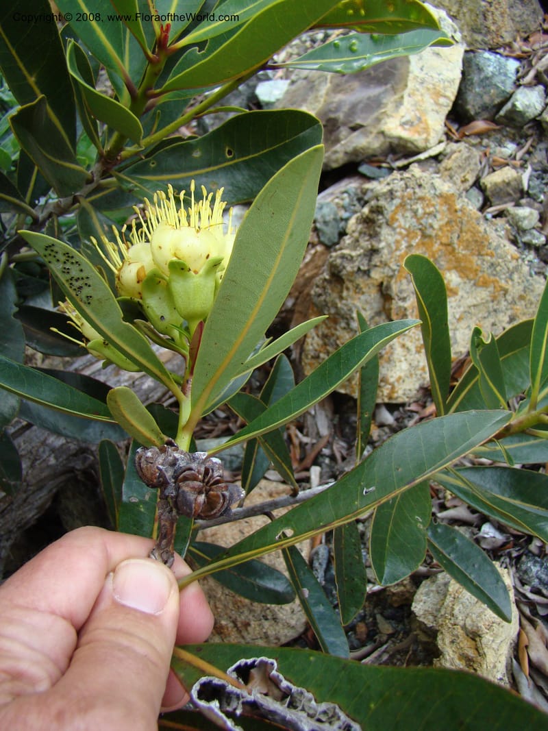 Xanthostemon, JMunzinger4732--New Caledonia. Poum Mine. 13 Nov 07. 033.jpg