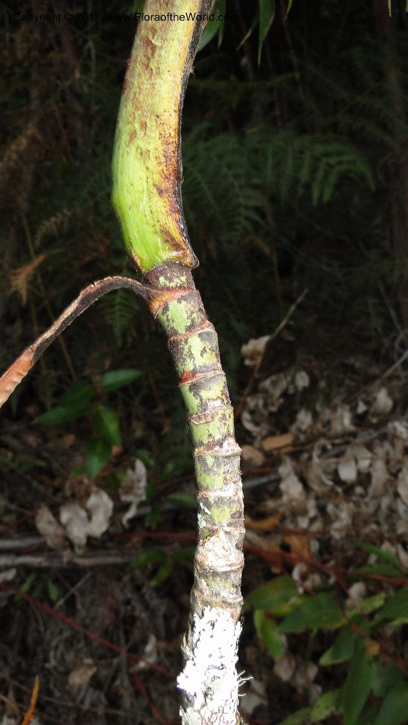 Dypsis, N. Manjato 197--Madagascar. E of Ambositra toward Antoetra. 2 May 2010 452 (5).jpg