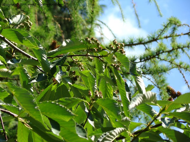 Sorbus hemsleyi, 27473-0126-1987--Canada. BC. Univ. BC Bot. Garden. 27 Jul 08. 491.jpg