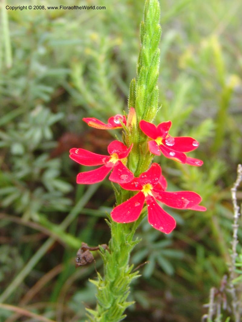 Striga elegans--So.Africa. E. Cape. Trappes Valley. 7 Mch 05. 041.jpg