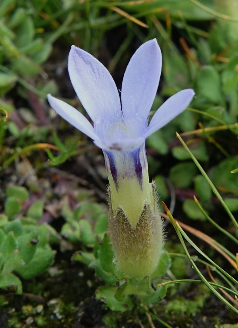 Cyananthus incanus, D. Boufford 44022--China. Sichuan. Daocheng Xian. 14 Aug 2017. DSC05676 (223).JPG