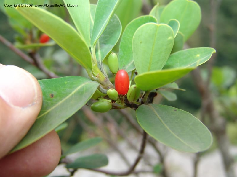 Erythroxylum pictum--So.Africa. E. Cape. Umtamvuna Nat. Res. 11 Mch 05. 260.jpg