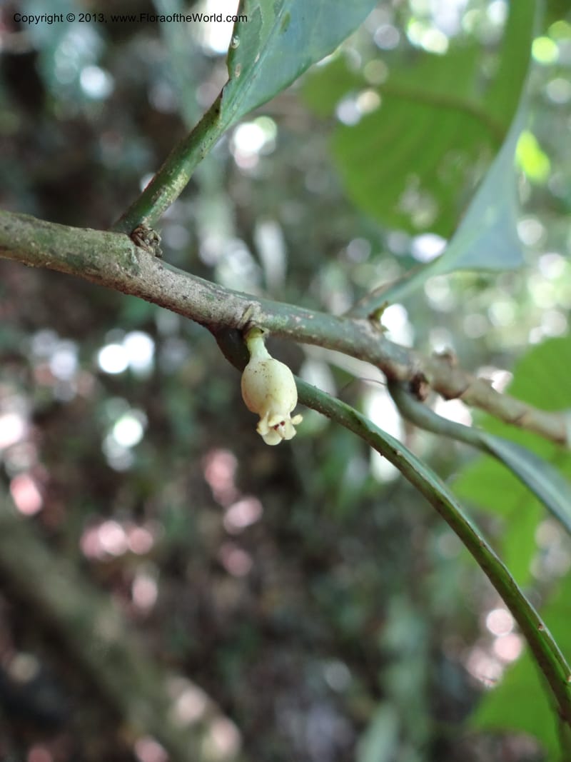Rinorea, VC 5620--Thailand. Surat Thani Prov. Khlong Phanom Nat. Park. 15 Nov 2012. (175).JPG