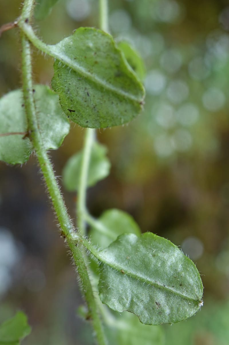 Trigonotis formosana, Tseng Yu-Hsin 1317--Taiwan. SW of Nanshan on highway 7. 20 May 2016. DSC03339 (69).JPG
