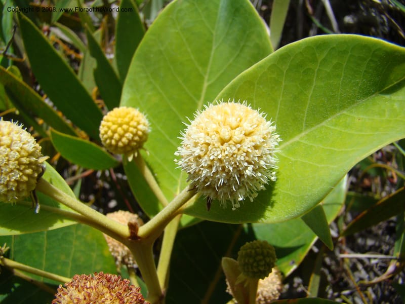 Codia, JMunzinger4769--New Caledonia. Col d'Amoss. 14 Nov 07. 127.jpg