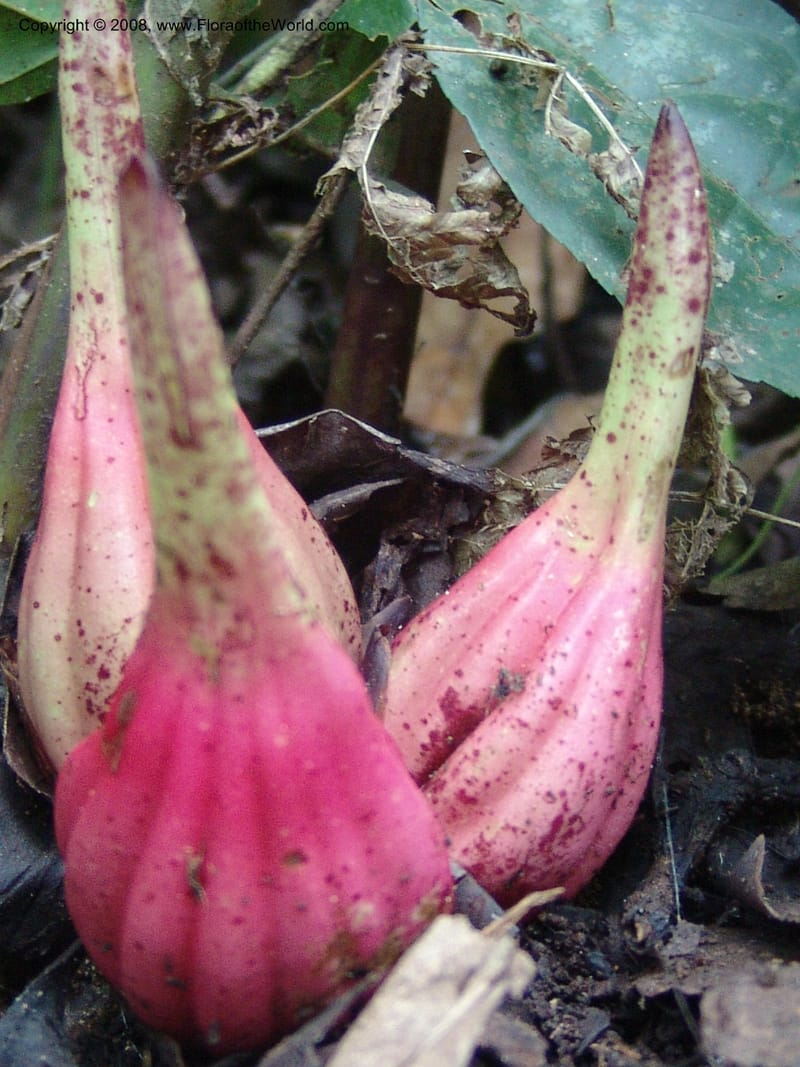 Aframomum--Kenya. Kakamega Forest. 8 Jul 04. 179.jpg