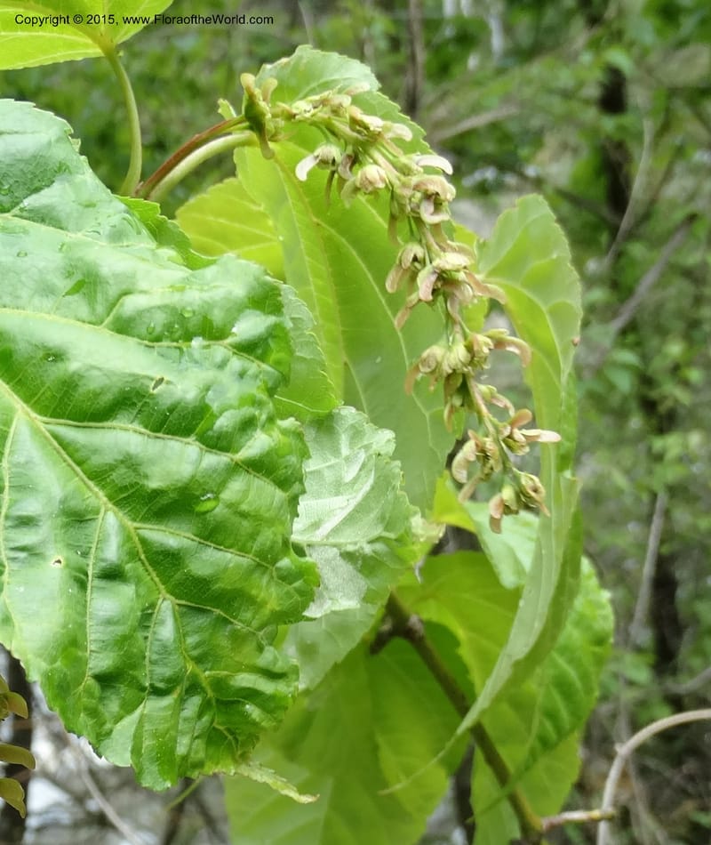 Acer davidii, Boufford, D 43630--China. Sichuan. LiXian. MiYaLuo. 9 May 2014. DSC04513 (177).JPG