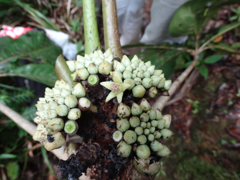 Plerandra insolita, Plunkett, G 3186--Fiji. Waisali Rainf. Reserve. 4 Nov 2015. DSC08848 (244).JPG