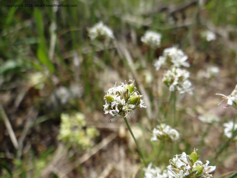 Eremogone congesta var. congesta, Mansfield, D 12-646--ID. Bear Lake Co. Mt. Sherman. 13 Jul 2012. DSC03679 (6).JPG