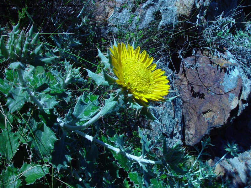 Berkheya--So. Africa. Harold Porter National  Bot. Gard. 21 Nov 02. 040.jpg