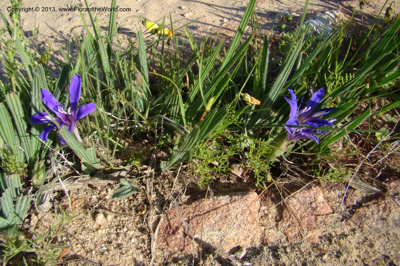 Babiana sambucina ssp. longibracteata, C. Davidson 11555--South Africa. Northern Cape. Papkuilsfontein. 25 Aug 09. 076 (2).jpg