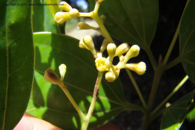 Cinnamomum, Regalado 1744--Viet Nam. Thua Thien Hue Prov. Phu Loc Distr. Bach Ma. 13Apr 09. 278.jpg