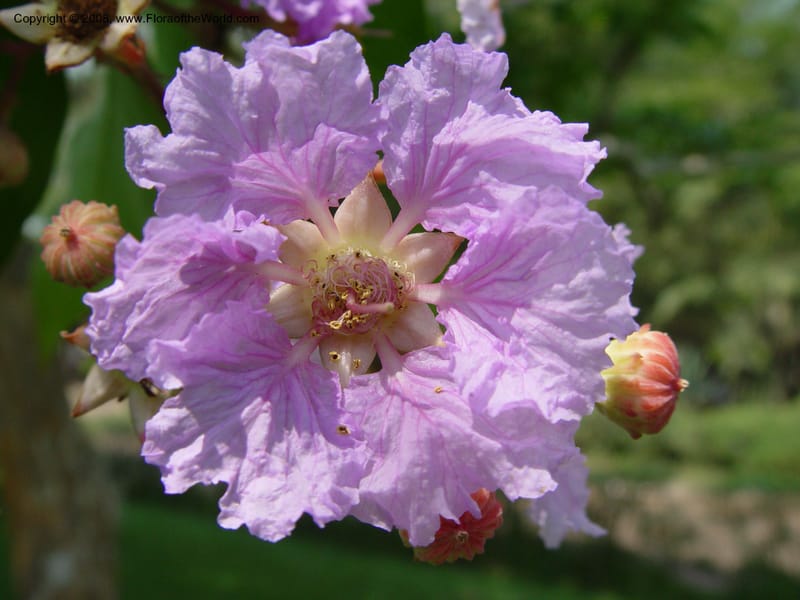 Lagerstroemia speciosa--Ghana. Aburi Botanic Garden. 10 Dec 03. 105.jpg