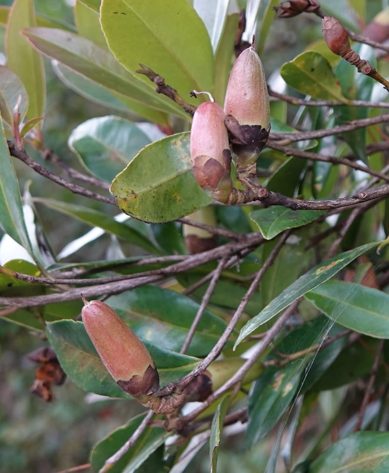Polyspora axillaris, D. Boufford 44131--China. Yunnan. Meizi Lake Park. 3 May 2018. DSC01424 (114).JPG