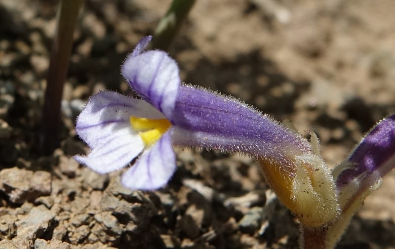 Orobanche uniflora, C. Davidson 13560, C. Davidson 13560--ID. Blaine Co. Rock Creek Preserve. TNC. 14 May 2017. DSC00477 (50).JPG