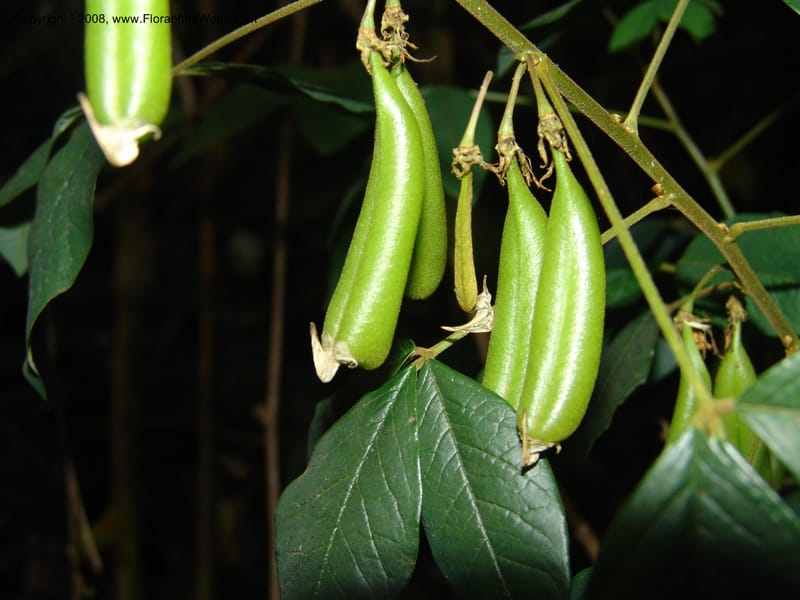 Crotalaria--Kenya. Limuru. Forest fragment near Brackenhurst Ctr. 11 Jul 04. 026.jpg