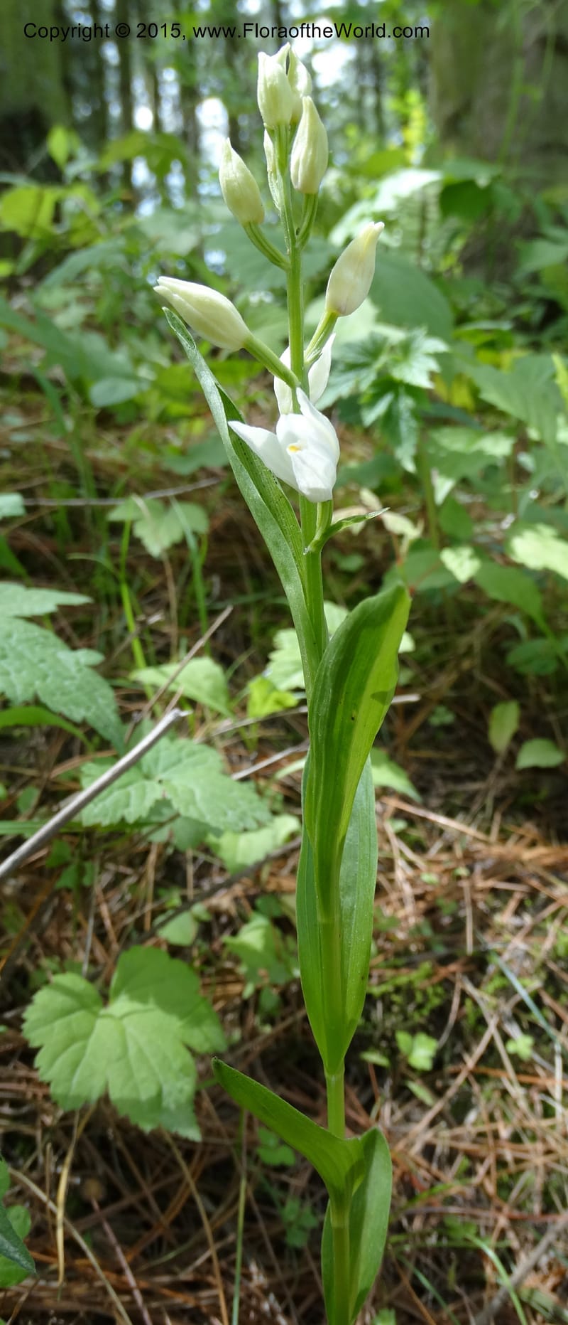 Cephalanthera longifolia, Boufford, D 43592--China. Sichuan. Tudiling Tunnel. 6 May 2014. DSC03860 (90).JPG