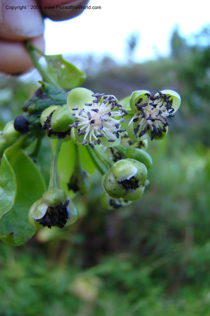 Barbeuia madagascariensis, Z. Rogers 1242--Madag. Prov. Fianar. E of Ifanadiana.15 Jan 09. 035.jpg
