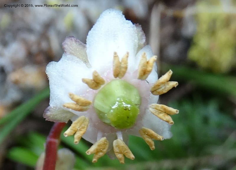 Chimaphila menziesii, Davidson, C 12632--ID. Idaho Co. Seven Devils Campground. 11 Aug 2014. DSC00412 (77).JPG
