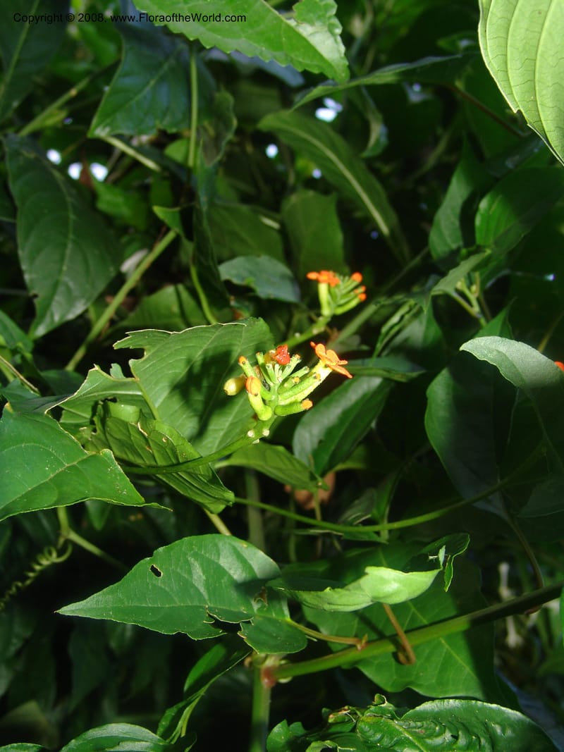Psiguria warscewiczii--Costa Rica. Prov. Limon. La Selva Biol. Sta. 5 Nov 05. 186.jpg
