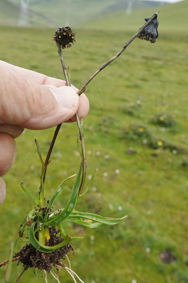Cremanthodium lineare var. eligulatum, D. Boufford 44045--China. Sichuan. Yajiang Xian, between Litang and Yajiang. 16 Aug 2017. DSC06537 (20).JPG