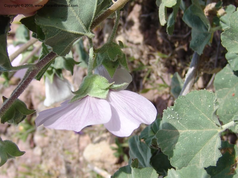 Lavatera maritima--Spain. Prov. Almeria. Cabo de Gata. Old lighthouse. 23 Apr 05. 059.jpg