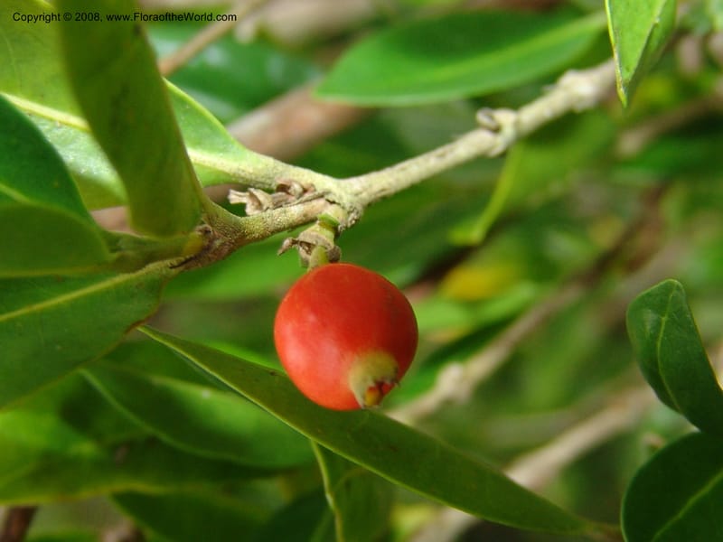 Tricalysia capensis--So.Africa. E. Cape. Umtamvuna Nat. Res. 11 Mch 05. 214.jpg