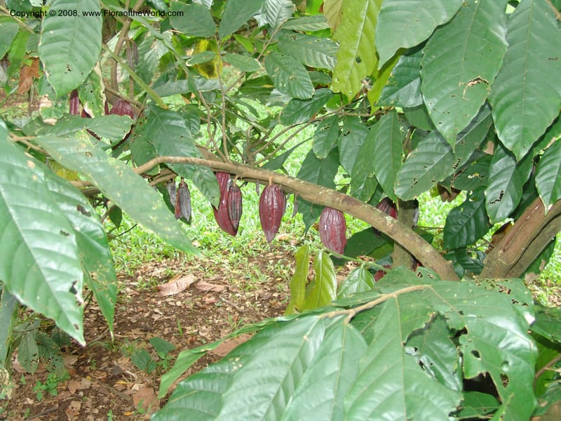 Theobroma cacao--Cameroon. Limbe Garden. 12 Oct. 04. 052.jpg