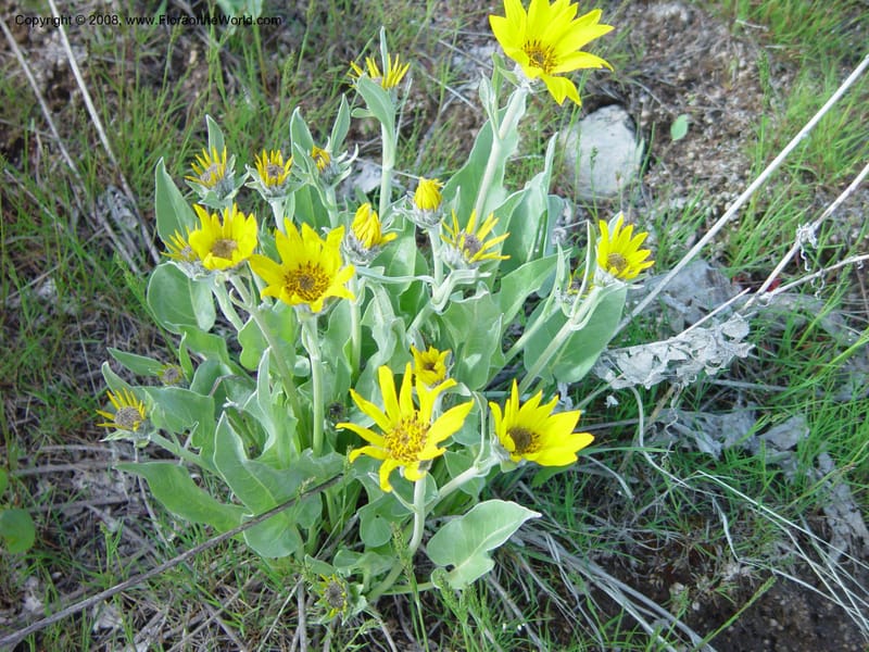 Balsamorhiza sagittata--ID. Boise Co. Summit of Horseshoe Bend Hill, Hwy 55. 27 Apr 03. 017.jpg