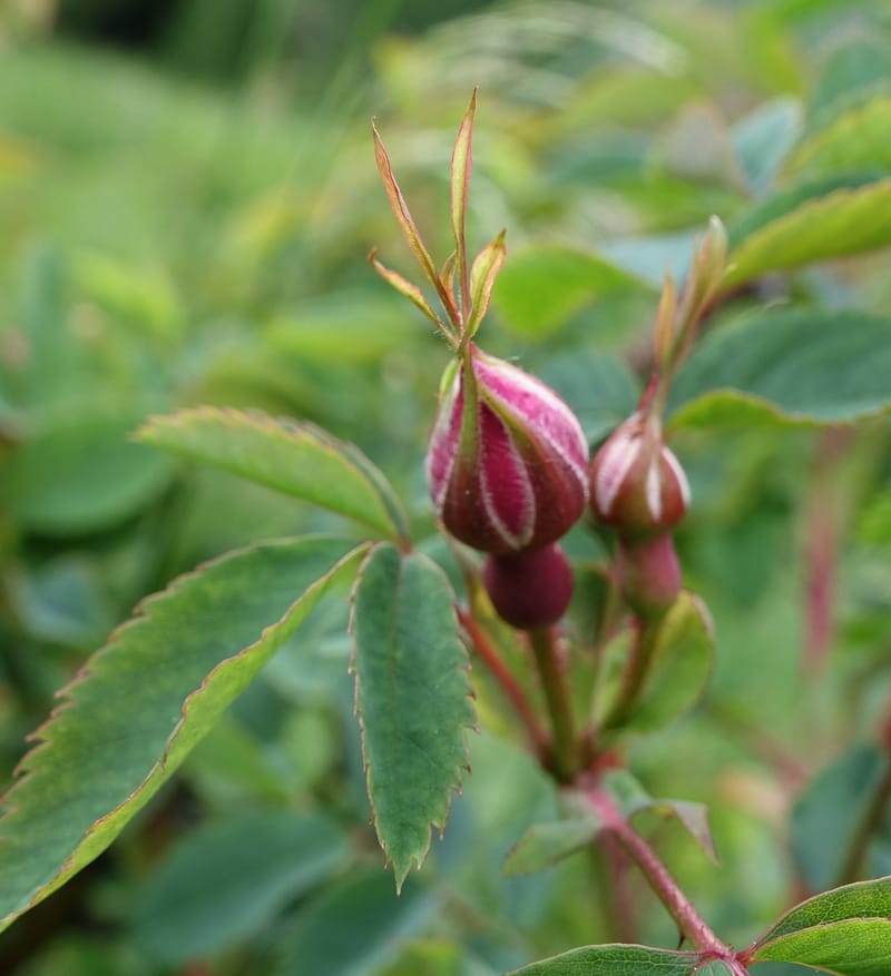 Rosa pendulina, Davidson, C 13265--Switzerland. Oberwald. Chapel St. Nikolas. 2 Jul 2016. DSC07728 (745).JPG