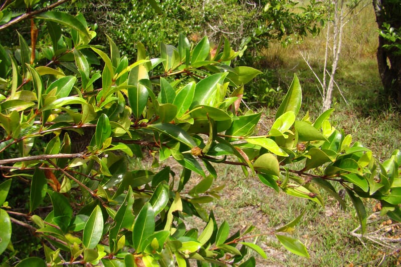 Psorospermum lanceolatum, Razafindraibe 191--Madagascar. Prov. Fianarantsoa. RN 12. 14 Jan 09. 043 (2).jpg