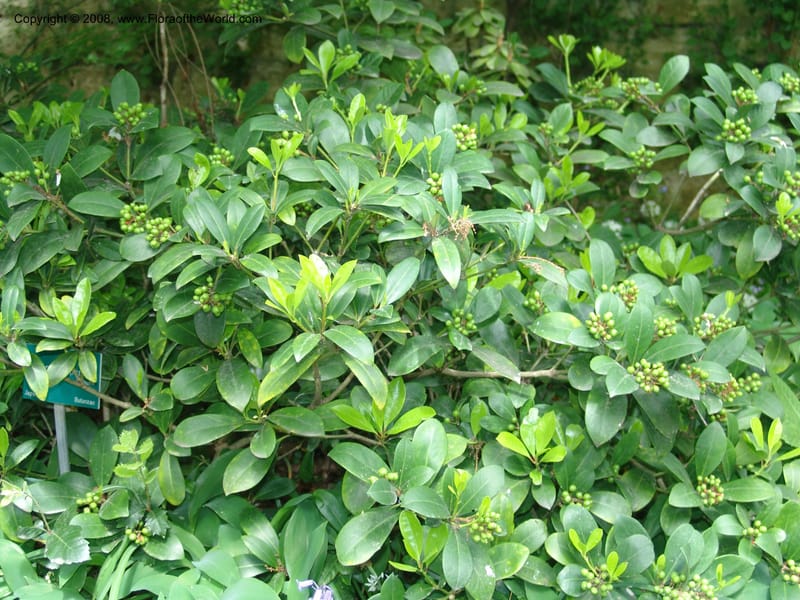 Skimmia japonica--France. Paris. Jardin des Plantes. 28 Apr 05. 249.jpg