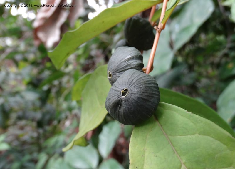 Olax, Davidson, C 12344--Cameroon. Mokoko For. Res. 20 Mar 2014. DSC02622 (304).JPG